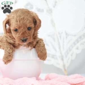 Macy, Toy Poodle Puppy